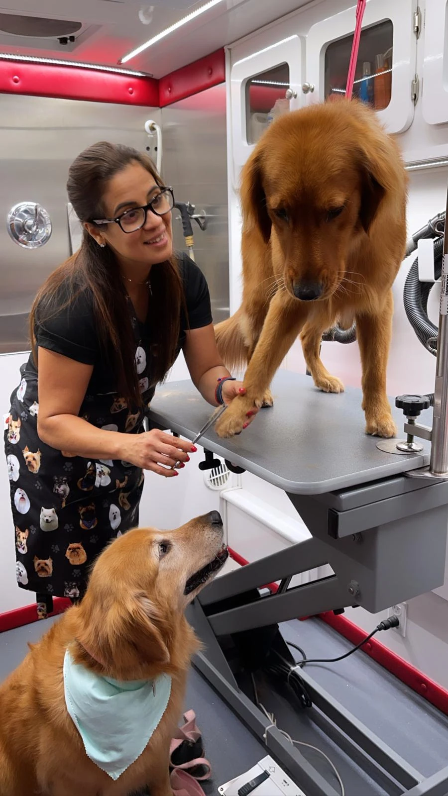 Laura Torrente grooming a golden retriever inside the mobile studio, with another golden retriever beside the table